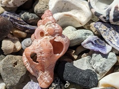 Chicoreus denudatus