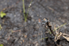 Archiargiolestes parvulus