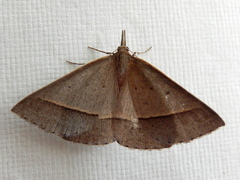 Epidesmia chilonaria