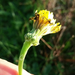 Reichardia picroides