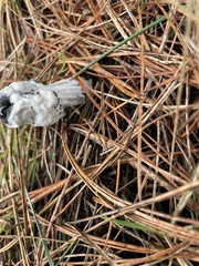 Hypomyces cervinigenus