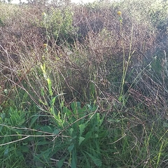 Reichardia picroides