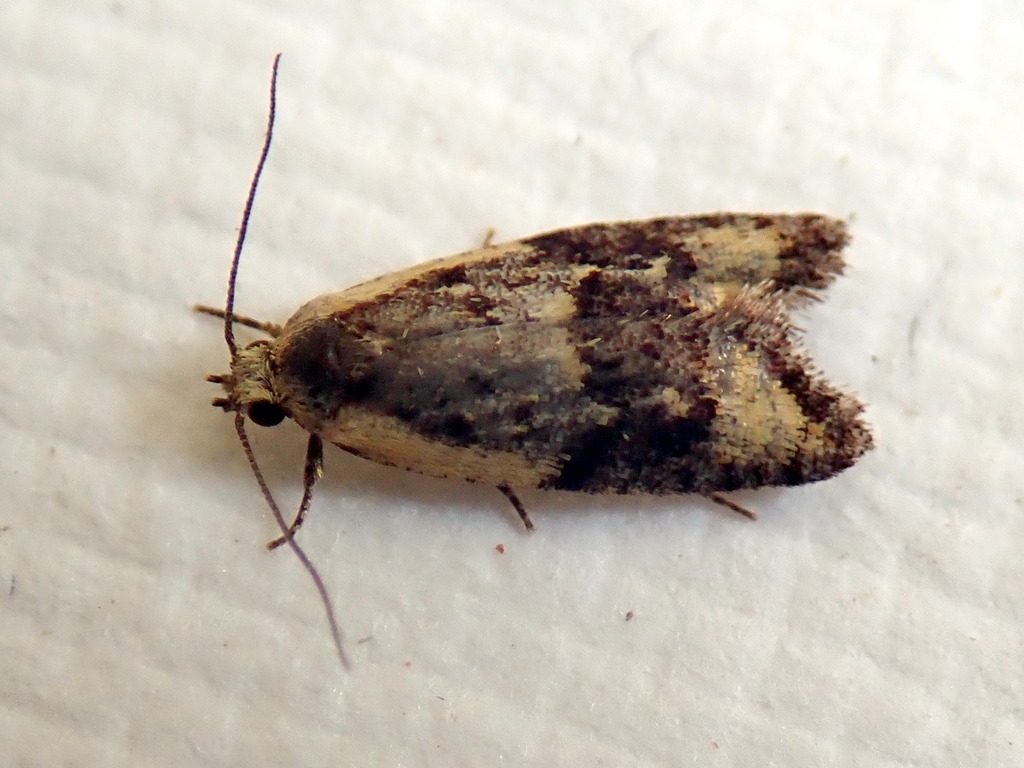 Tracholena dialeuca