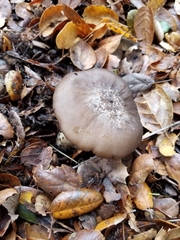 Entoloma ferruginans