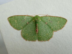 Eucyclodes metaspila