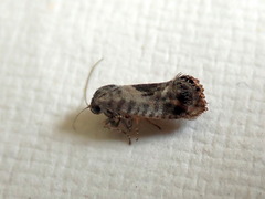 Eupselia carpocapsella