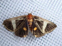 Fodina ostorius