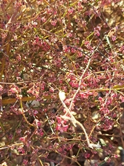 Eriogonum deflexum