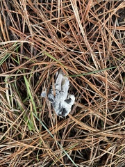 Hypomyces cervinigenus