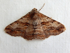 Gastrinodes bitaeniaria