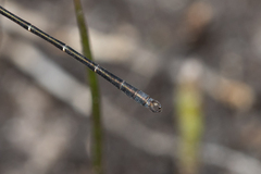 Archiargiolestes parvulus