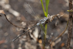 Archiargiolestes parvulus