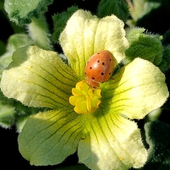 Henosepilachna argus