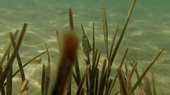 Zostera muelleri
