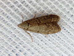 Heteromicta pachytera