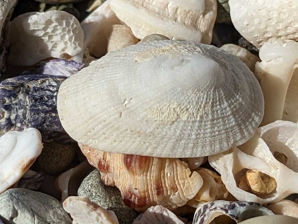 Flat Notched Limpet