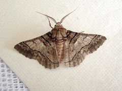 Hypobapta diffundens