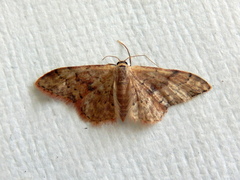 Idaea halmaea