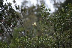 Oreocallis grandiflora