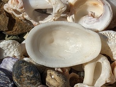 Tugali parmophoidea