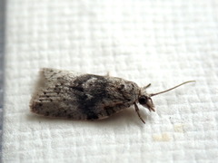 Isotenes miserana