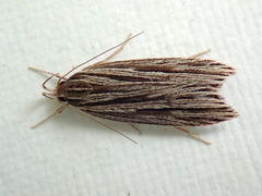 Leistarcha amphigramma