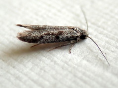 Lepidoscia