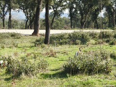 Lepus granatensis