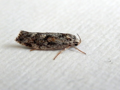 Lichenaula lichenea