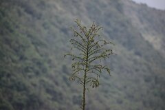 Furcraea andina