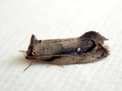 Machetis serpentigera
