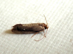 Machetis serpentigera
