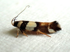 Macrobathra euryleuca