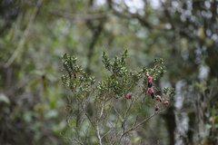 Brachyotum jamesonii