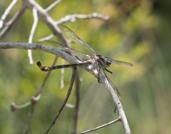 Petalura litorea