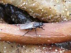Coelopidae