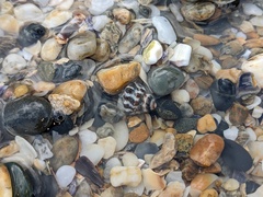 Bembicium auratum