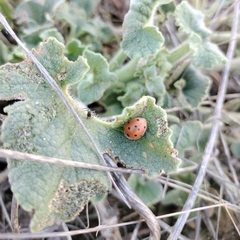 Henosepilachna argus