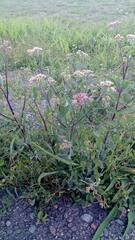 Tessaria integrifolia