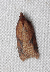 Acleris aspersana
