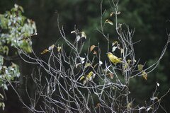 Thlypopsis superciliaris
