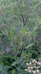 Tessaria integrifolia