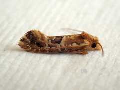 Moerarchis inconcisella