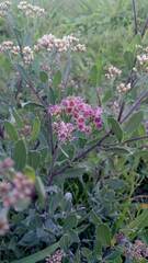 Tessaria integrifolia