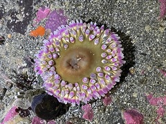 Urticina clandestina