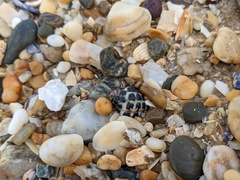 Tenguella marginalba