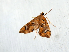 Musotima nitidalis