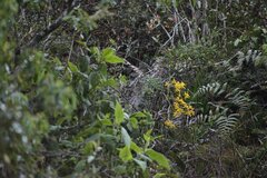 Cyrtochilum pardinum