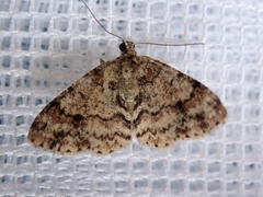 Myrioblephara desumpta