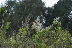 Valeriana microphylla
